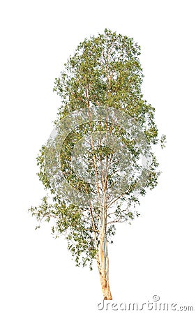 Eucalyptus tree isolated on white background Stock Photo