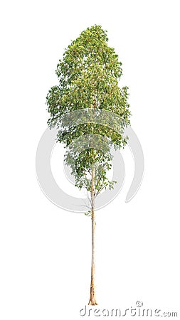 Eucalyptus tree isolated on white background Stock Photo