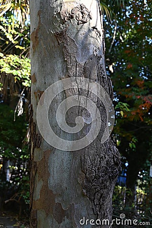 Eucalyptus tree. Myrtaceae evergreen tree, native to Australia. Stock Photo