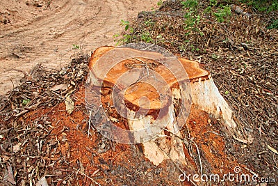 Eucalyptus tree stump after deforestation Stock Photo