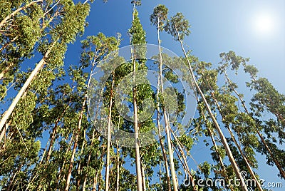 Eucalyptus trees Stock Photo