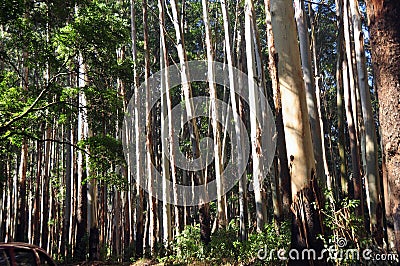 Eucalyptus Trees Stock Photo