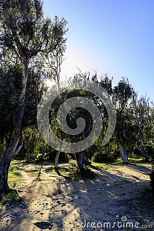 Eucalyptus trees (Eucalyptus globulus) growing in Sardinia Stock Photo