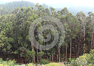 Eucalyptus trees Stock Photo