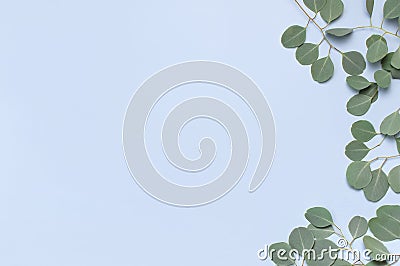 Eucalyptus twigs on light blue background. Flat lay, top view, copy space. Floral background, flowers composition, green Stock Photo