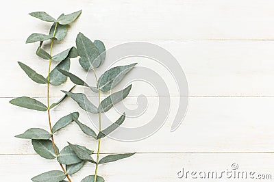 Eucalyptus twigs on white wooden background. Flat lay, top view, copy space. Floral background Stock Photo