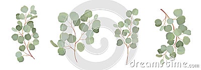 Eucalyptus vector watercolor floral set. Green leaf branches, Silver dollar greenery, natural leaves Vector Illustration