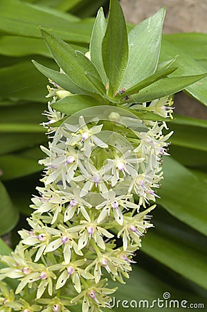 Flower stem of a eucomis or pineapple lily Stock Photo