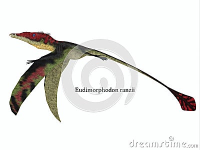 Eudimorphodon Wings Down with Font Stock Photo