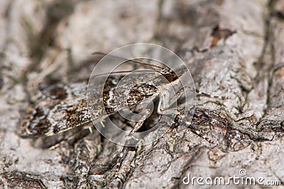 Eudonia mercurella micro moth Stock Photo