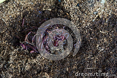 African Night Crawler on soils Stock Photo