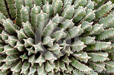 Euforbia at Montjuic Cactus Park at Barcelona Stock Photo