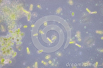 Euglena Stock Photo