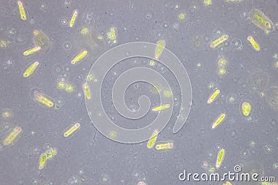 Euglena Stock Photo