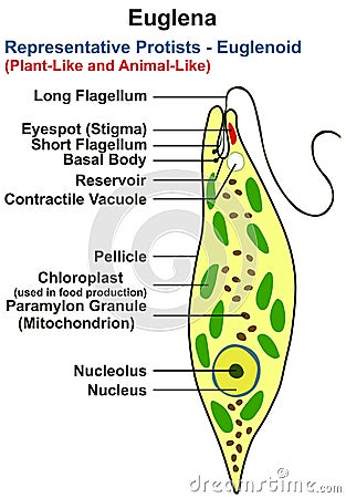 Euglena structure infographic diagram genus of single celled flagellated Vector Illustration