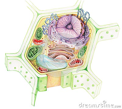 Eukaryote vegetal Cell drawing Stock Photo