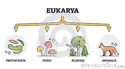 Eukaryotes and eukarya as enclosed nucleus organisms division outline diagram Vector Illustration