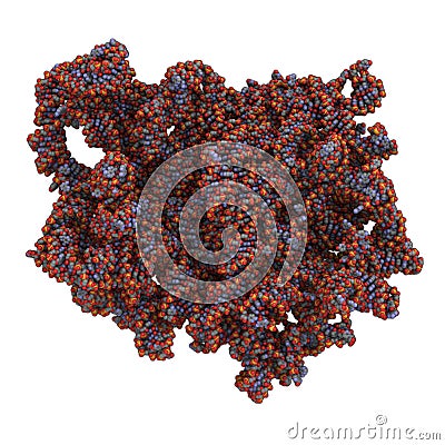Eukaryotic ribosome structure Stock Photo