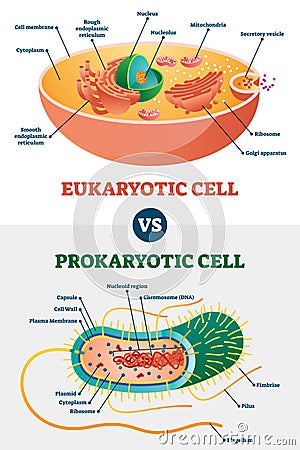 Eukaryotic vs Prokaryotic cells, educational biology vector illustration diagram Vector Illustration