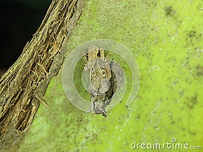 Eumeta is a genus of bagworm moths Stock Photo