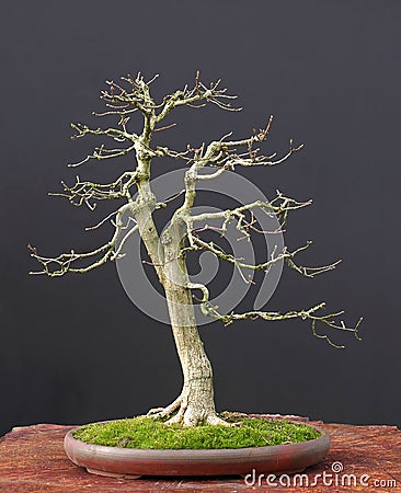 Euonymus bonsai in winter Stock Photo