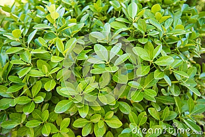 Euonymus japonicus, evergreen spindle, Japanese spindle Stock Photo