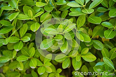 Euonymus japonicus, evergreen spindle, Japanese spindle Stock Photo