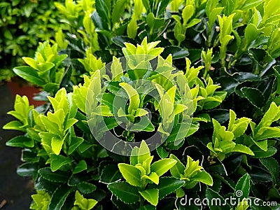 Euonymus japonicus 'Green Spire' Stock Photo