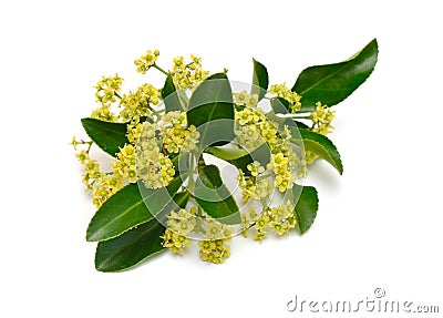 Euonymus japonicus or Japanese spindle. Flowers. Isolated on white background Stock Photo