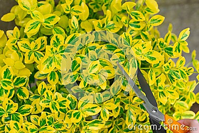 Euonymus pruning. Hands trim euonymus branches with garden shears.Topiary haircuts from euonymus bush. Stock Photo