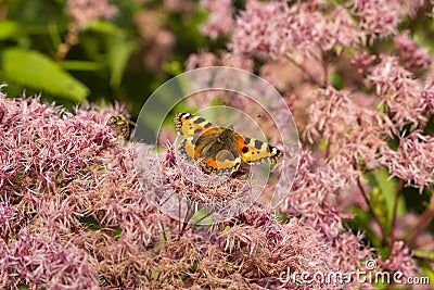 Eupatorium odoratum fluffy flowers. Butterfly Small Tortoiseshell urticae on blooming pink fleecy flowers, butterfly eating pollen Stock Photo