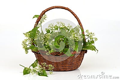 Eupatorium odoratum L. tree. Stock Photo