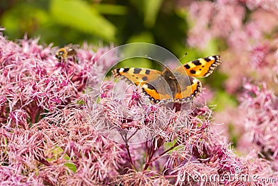 Eupatorium odoratum pink purple flowers with fluffy hairs. Butterfly Small Tortoiseshell Nymphalis urticae on a blooming Stock Photo