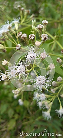 Eupatorium odoratum is a woody plant and belongs to the Asteraceae family. Stock Photo