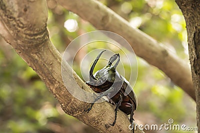 Eupatorus birmanicus rabbit beetle climbing Stock Photo