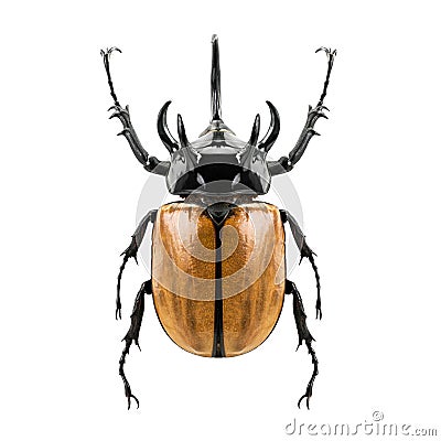 Eupatorus gracilicornis beetle Stock Photo