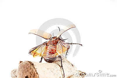 Eupatorus gracilicornis or Hercules beetles Stock Photo