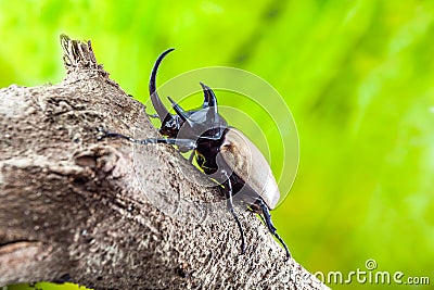 Eupatorus gracilicornis or Hercules beetles Stock Photo