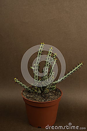 Euphorbia aeruginosa in flowerpot with brown background, top view Stock Photo