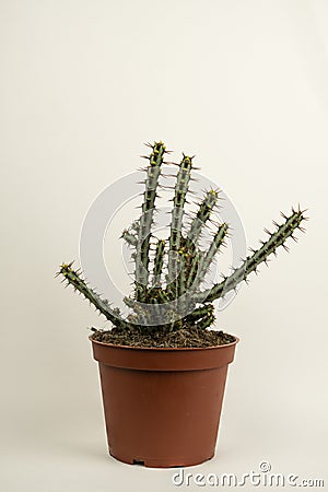 Euphorbia aeruginosa in flowerpot with white background Stock Photo