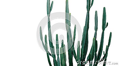 Euphorbia cactus desert garden succulent plant green pattern on white background, clipping path included Stock Photo