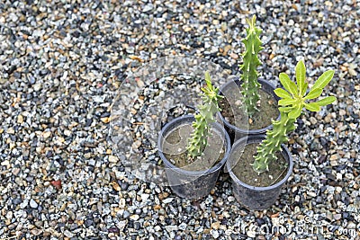 Euphorbia cactus growing in small pots Stock Photo
