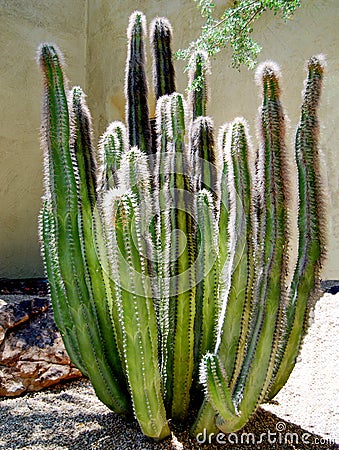 Euphorbia canariensis cactus desert Stock Photo