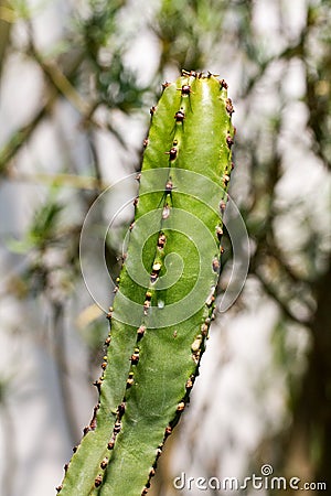 Euphorbia canariensis Stock Photo