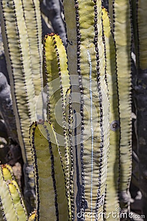 Euphorbia canariensis, known as the Canary Island spurge, Hercules club or in Spanish cardon, is a succulent member of the genus Stock Photo