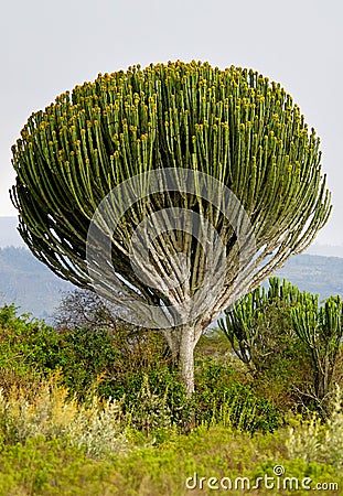 Euphorbia candelabrum Stock Photo