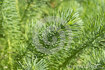 Euphorbia cyparissias stem, close-up. Background wallpaper banner grass Stock Photo