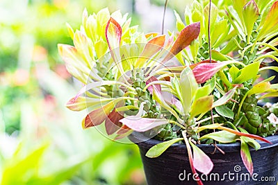 Euphorbia hanging tree in pot with green leaf . Stock Photo