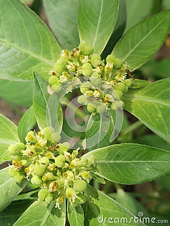 Euphorbia Heterophylla Flower Stock Photo