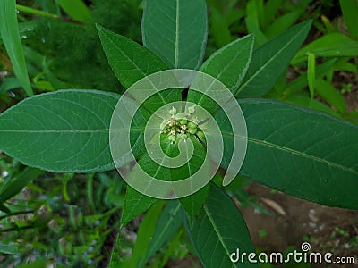 Euphorbia heterophylla is a plant that belongs to the Euphorbiaceae family or the Euphorbia genus Stock Photo